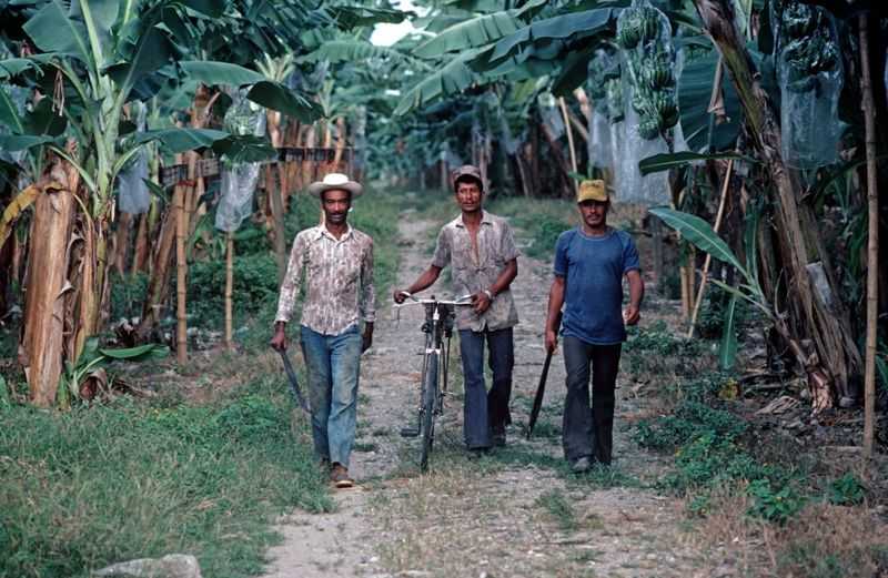 Alain Le Garsmeur, ‘Banana Plantation’, 2022, Print, Archival Pigment Print, null, 