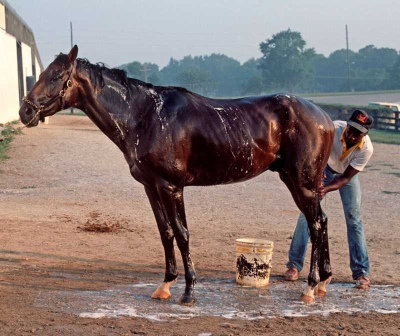 Alain Le Garsmeur, ‘Horse Bath’, 1984, Print, Archival Pigment Print, null, 