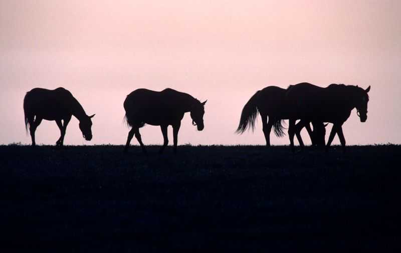 Alain Le Garsmeur, ‘Horse Silhouette’, 1984, Print, Archival Pigment Print, null, 