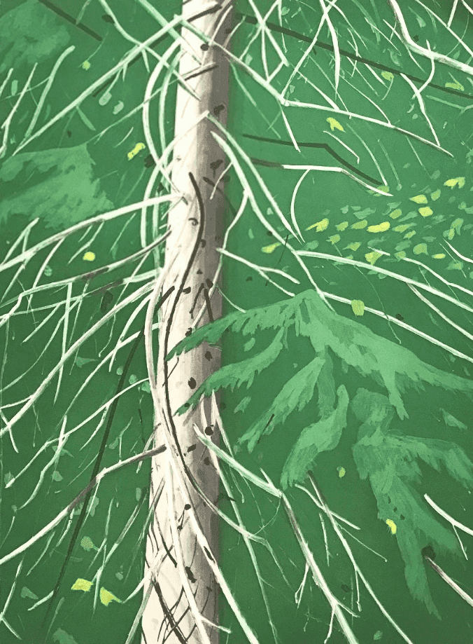 Alex Katz, ‘Spruce’, 1994, Print, Aquatint in 5 colors, null, 