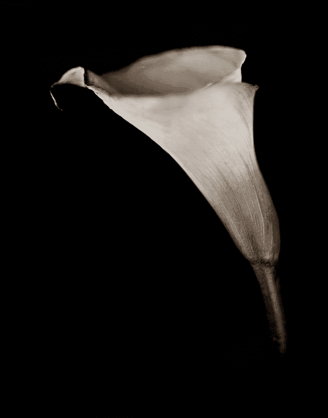 Chuck Close, ‘Calla Lily’, 2007, Print, Archival pigment priny on Hahnemuhle Baryta paper, null, 