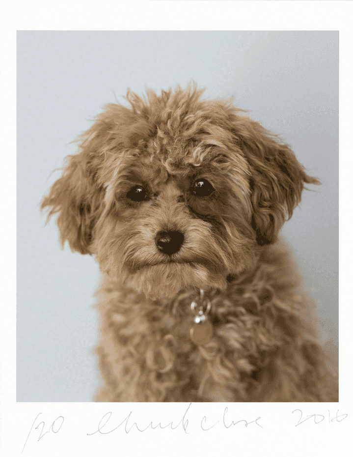 Chuck Close, ‘Cinnamon’, 2016, Print, Archival pigment print, Adamson Editions, 