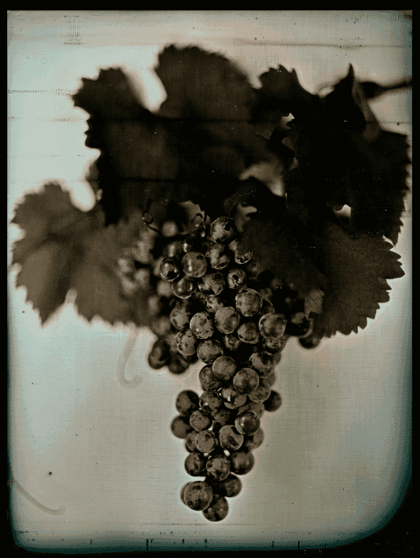 Chuck Close, ‘Red Wine Grape I’, 2021, Print, Archival pigment print on watercolor paper, Adamson Editions, 