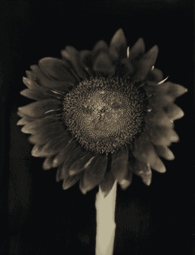 Chuck Close, ‘Sunflower’, 2007, Print, Archival pigment on Hahnemuhle Baryta paper, Adamson Editions,