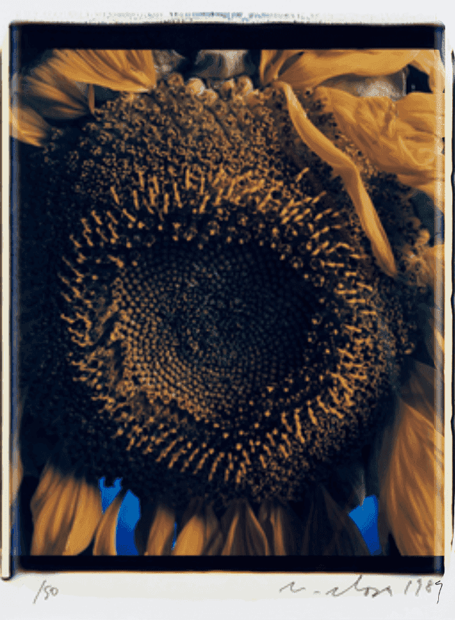 Chuck Close, ‘Sunflower II’, 1989, Print, Dye diffusion transfer print, Photographers and Friends United Against AIDS, Numbered, Dated