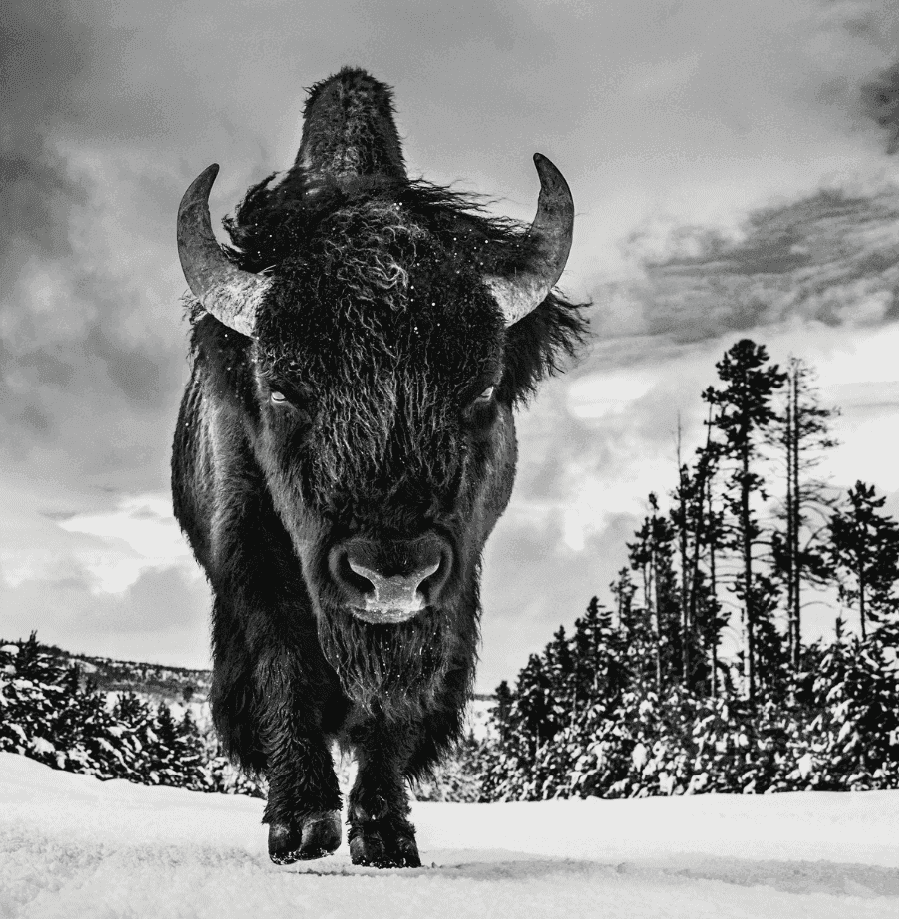 David Yarrow, ‘American Idol ’, 2017, Print, Archival Pigment Print, null, 