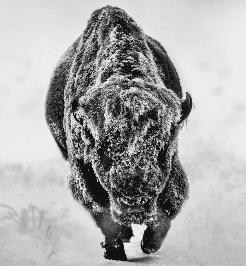 David Yarrow, ‘American Primeval ’, 2025, Print, Photographic Print, null, 