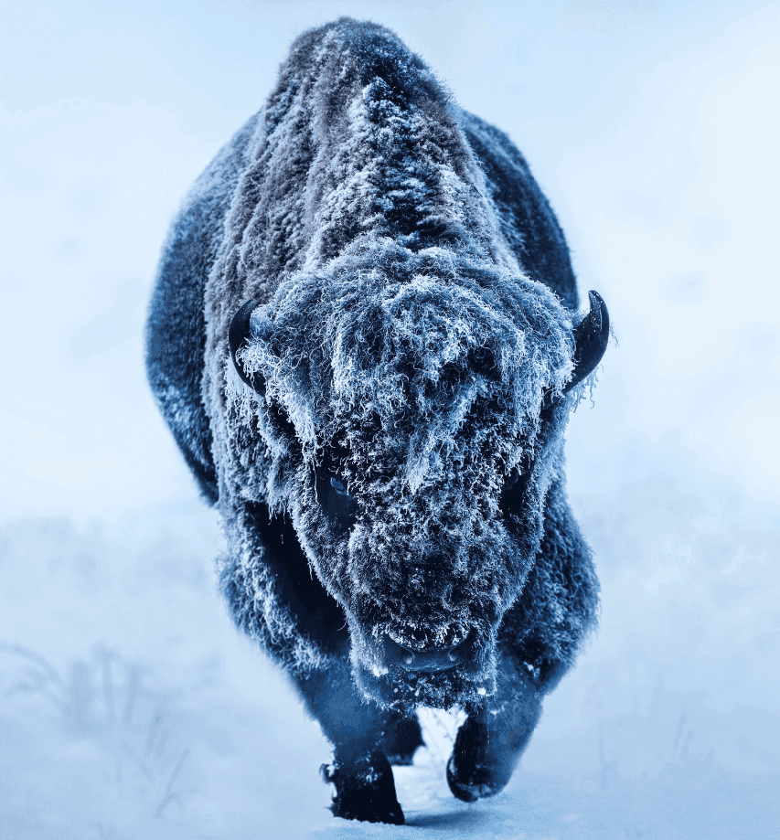 David Yarrow, ‘American Primeval (Colour)’, 2025, Print, Archival Pigment Print, null, 