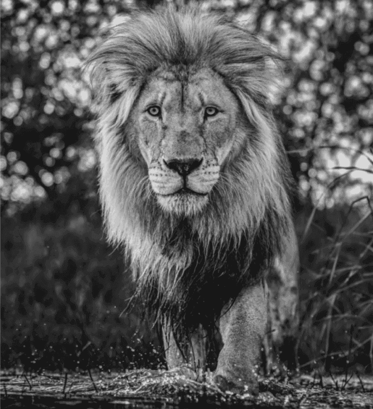 David Yarrow, ‘Basic Instinct’, 2020, Print, Archival Pigment Print, null, 