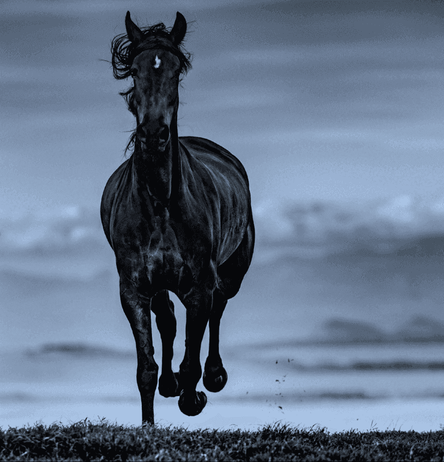 David Yarrow, ‘Black Beauty’, 2019, Print, Archival Pigment Print, null, Numbered, Dated