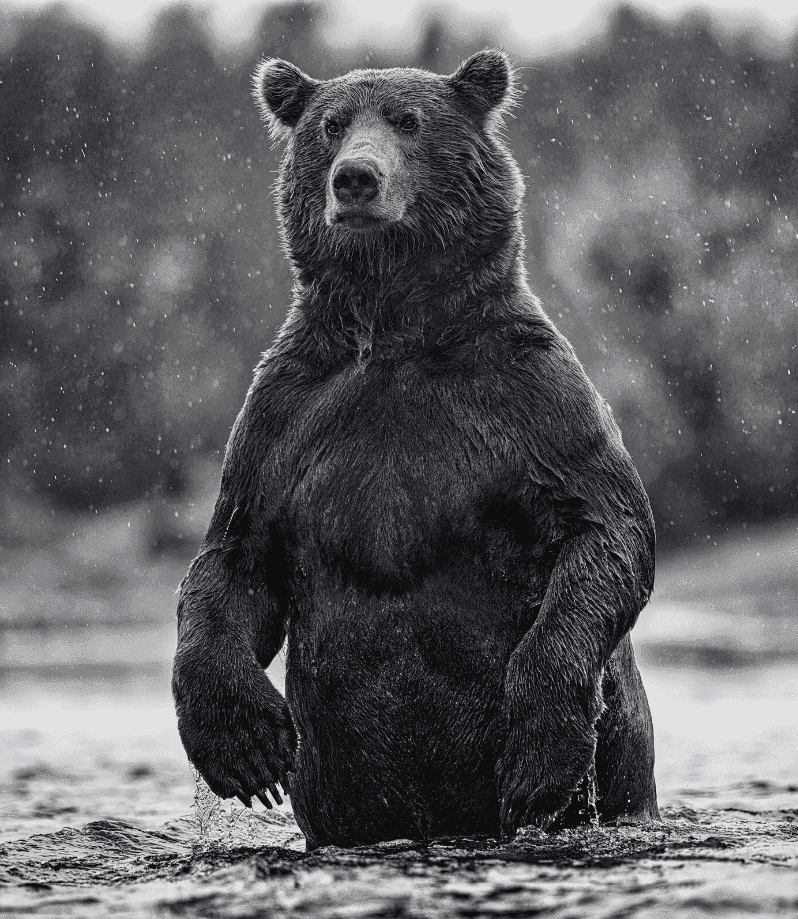 David Yarrow, ‘Brutus’, 2021, Print, Archival Pigment Print, null, Numbered