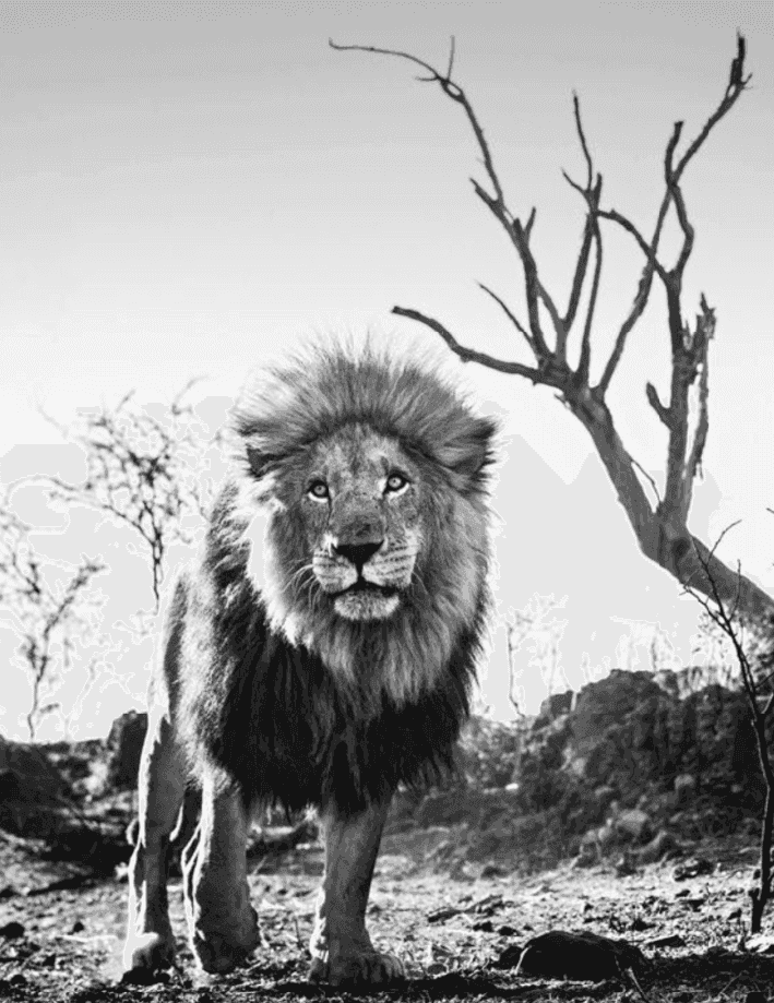 David Yarrow, ‘Cry Me a River’, 2016, Print, Archival Pigment Print, null, Numbered