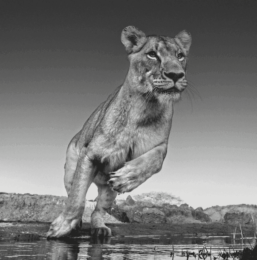 David Yarrow, ‘Emma’, 2017, Print, Archival Pigment Print, null, Numbered
