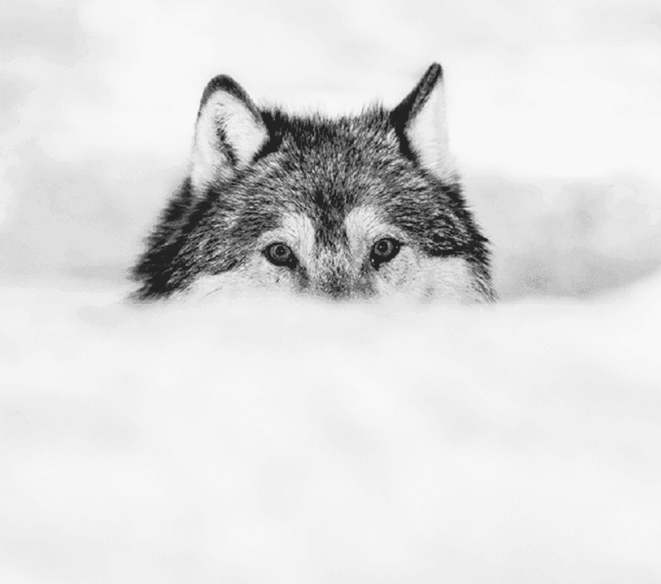 David Yarrow, ‘Encroachment’, 2022, Print, Archival Pigment Print, null, 