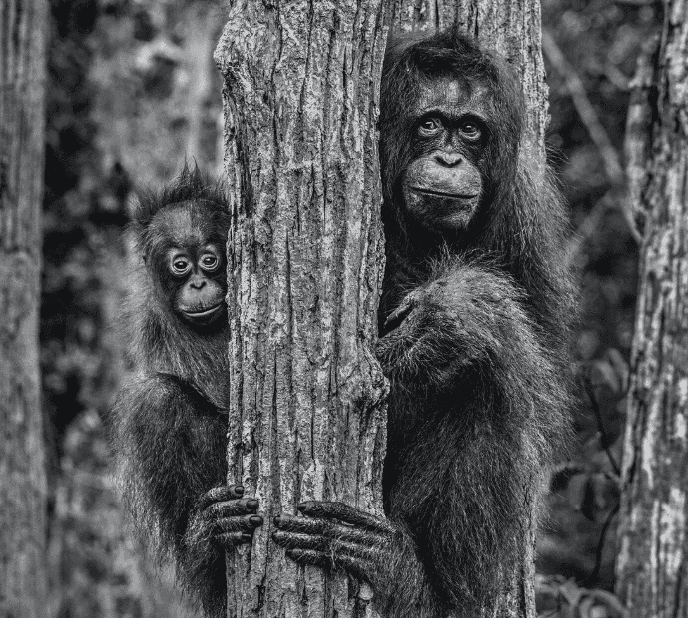 David Yarrow, ‘Family Tree’, 2018, Print, Archival Pigment Print, null, 