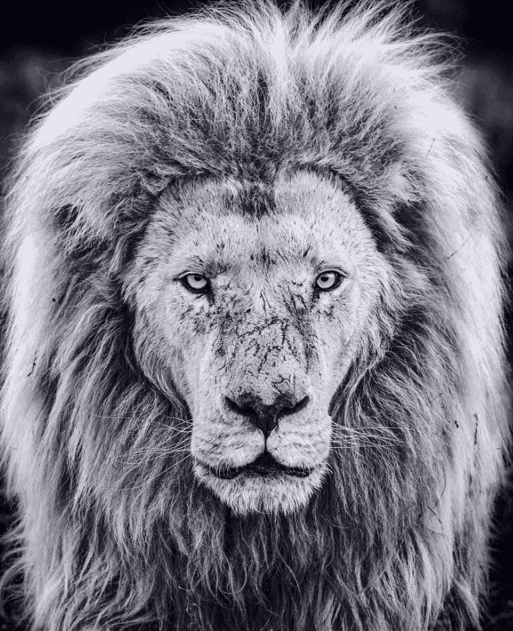 David Yarrow, ‘Gandalf’, 2018, Print, Photograph, null, 