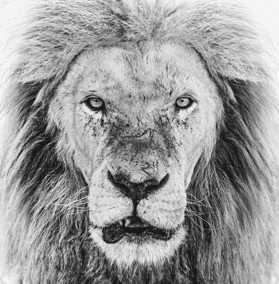 David Yarrow, ‘Ghost Story’, 2020, Print, Archival Pigment Print, null, 