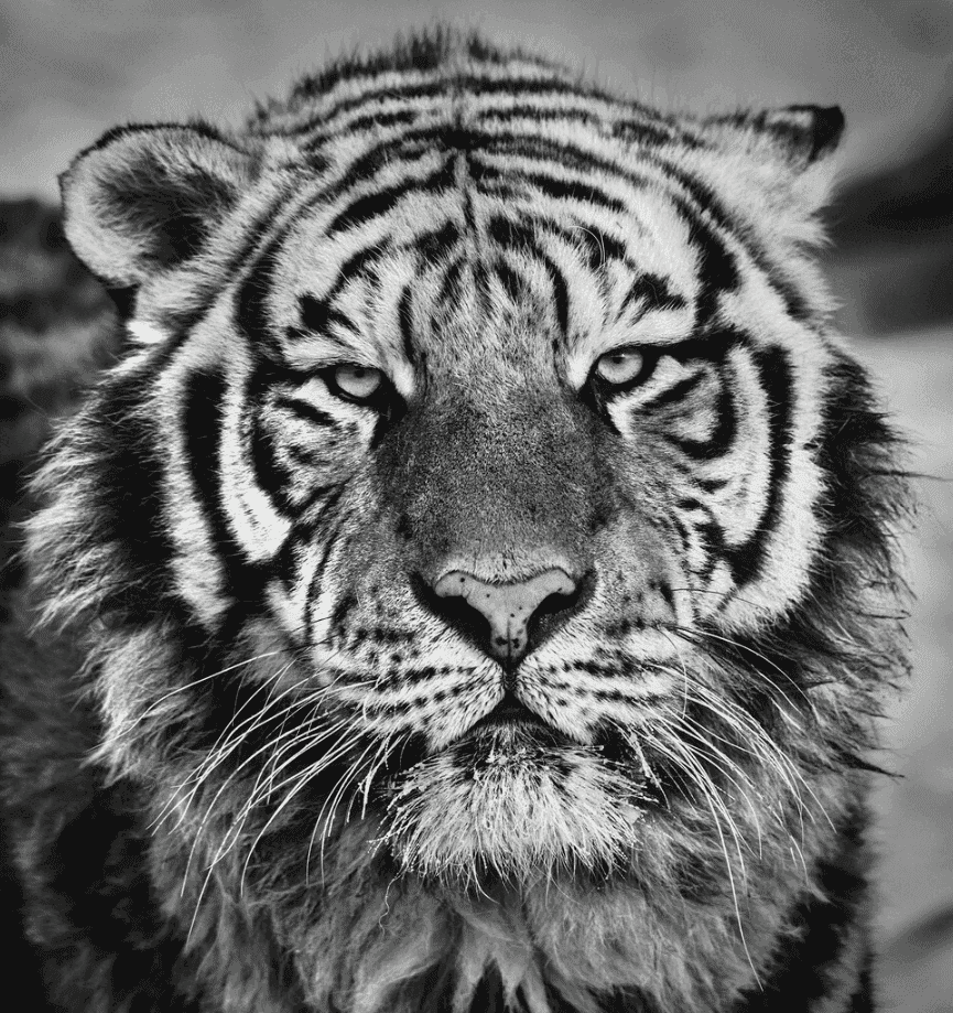 David Yarrow, ‘Harbin’, 2014, Print, Archival Pigment Print, null, 