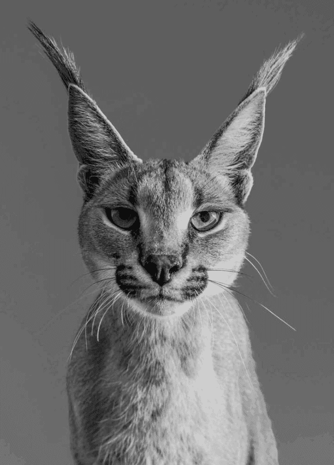 David Yarrow, ‘Harry Potter’, 2018, Print, Archival Pigment Print, null, 