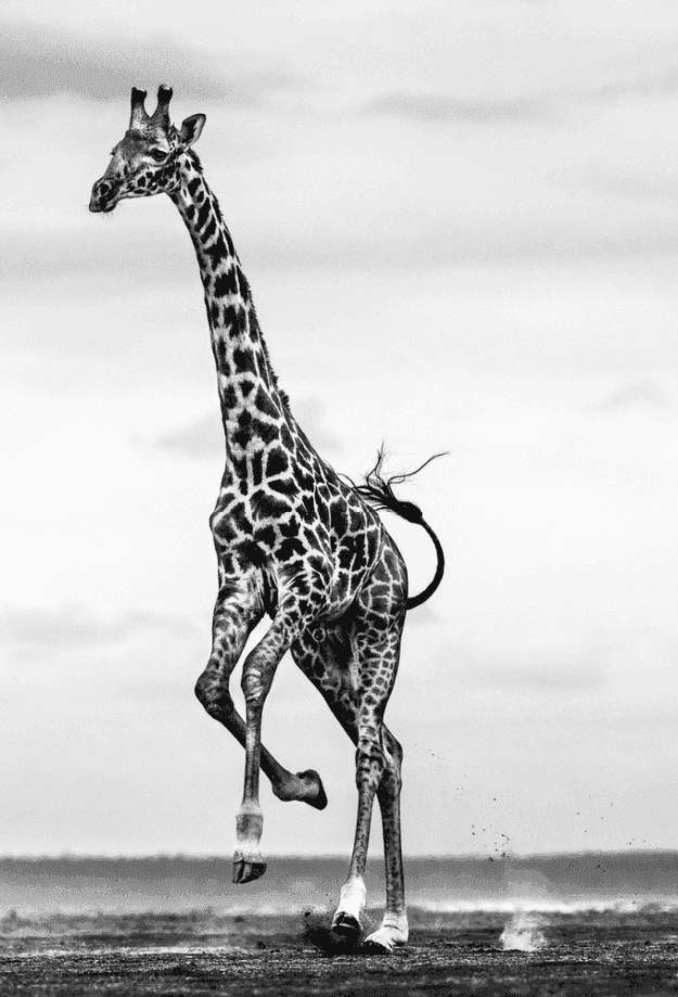 David Yarrow, ‘Hoof’, 2022, Print, Archival Pigment Print, null, 
