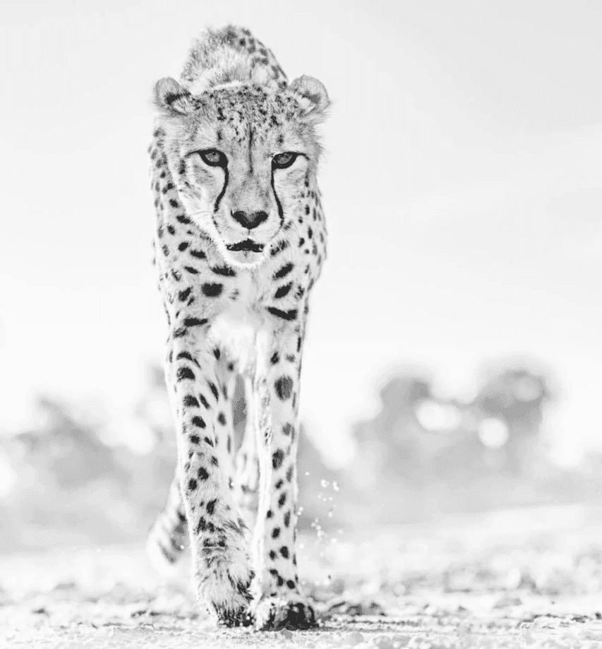 David Yarrow, ‘Hot Legs’, 2019, Print, Archival Pigment Print, null, Numbered, Dated