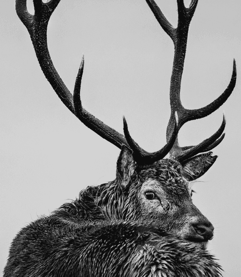 David Yarrow, ‘Jura’, 2016, Print, Archival Pigment Print, null, 