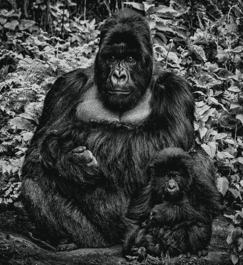 David Yarrow, ‘Like Father Like Son’, 2020, Print, Photograph, null, 
