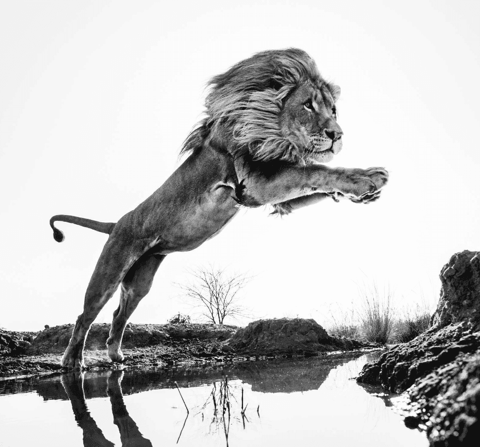 David Yarrow, ‘Lion King’, 2014, Print, Photographic Print, null, 