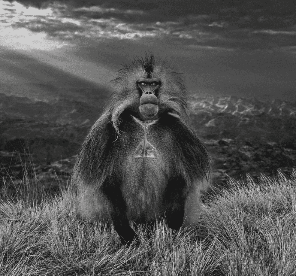 David Yarrow, ‘Members Only’, 2018, Print, Archival Pigment Print, null, Numbered