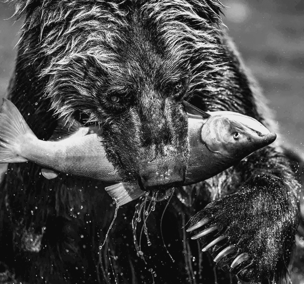 David Yarrow, ‘Premeval’, 2020, Print, Photographic Print, null, 
