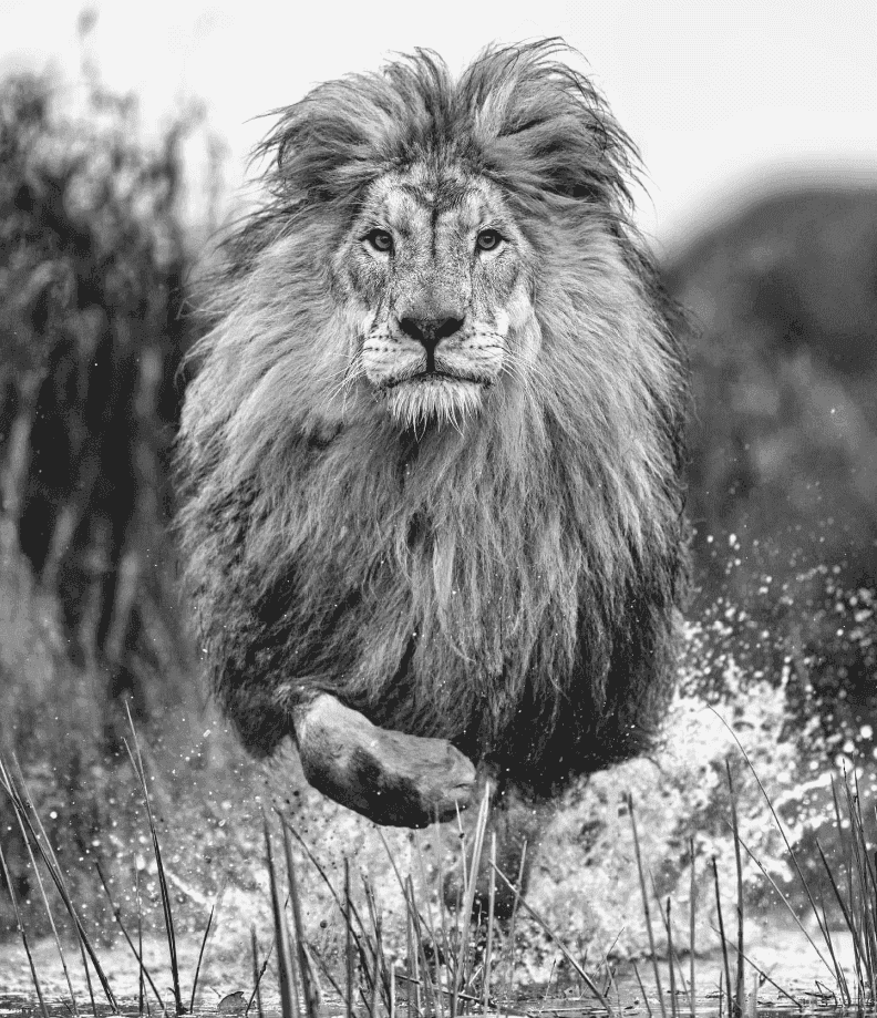 David Yarrow, ‘Showtime’, 2023, Print, Archival Pigment Print, null, 