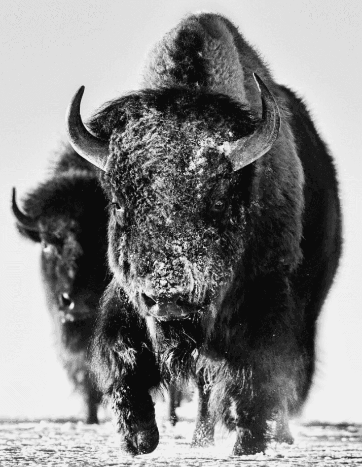 David Yarrow, ‘Snow Monster’, 2023, Print, Archival Pigment Print, null, 