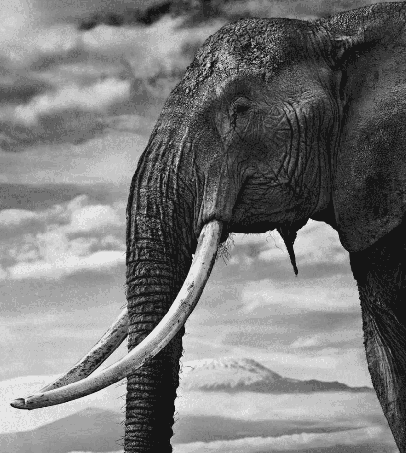 David Yarrow, ‘Snow Patrol’, 2014, Print, Archival Pigment Print, null, 