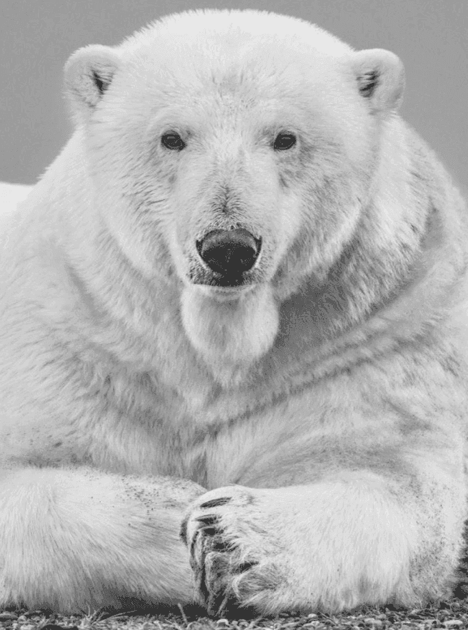 David Yarrow, ‘Statesman’, 2018, Print, Archival Pigment Print, null, 
