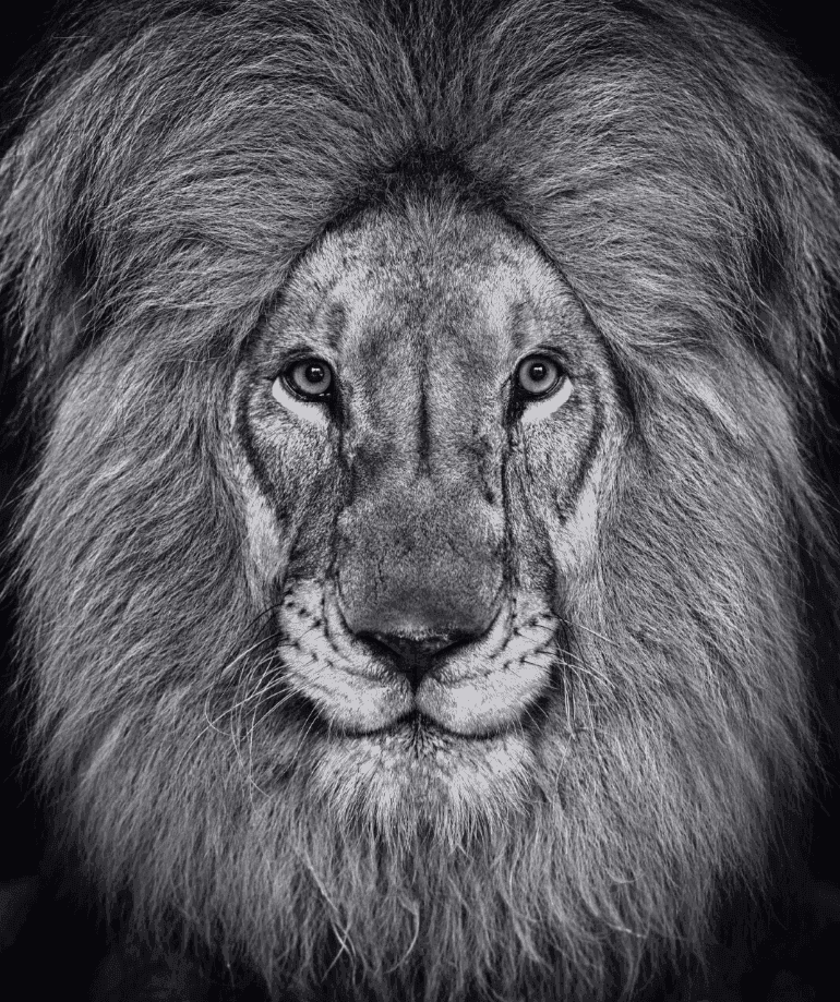 David Yarrow, ‘The King's Speech’, 2022, Print, Archival Pigment Print, null, 