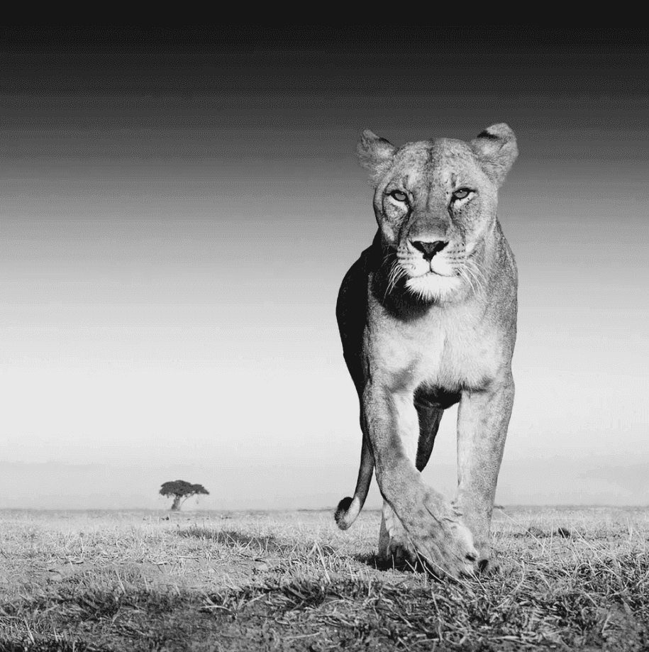 David Yarrow, ‘The Prize’, 2012, Print, Archival pigment print, null, 