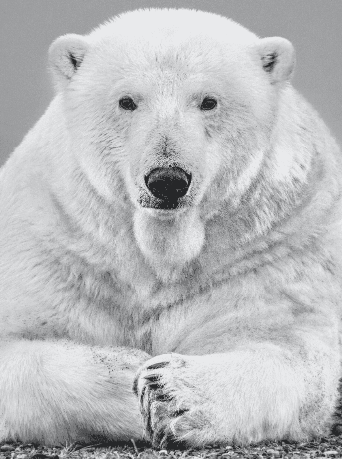 David Yarrow, ‘The Statesman’, 2018, Print, Photographic Print, null, 
