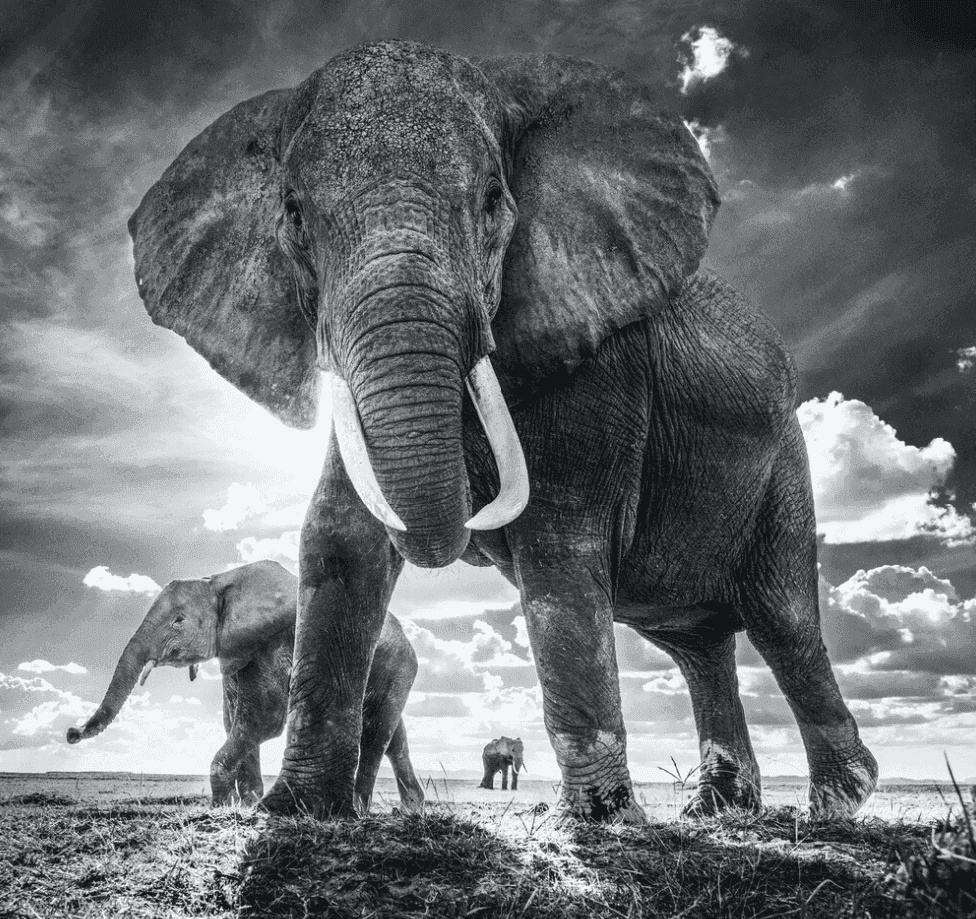 David Yarrow, ‘The Untouchables’, 2017, Print, Photographic Print, David Yarrow, 