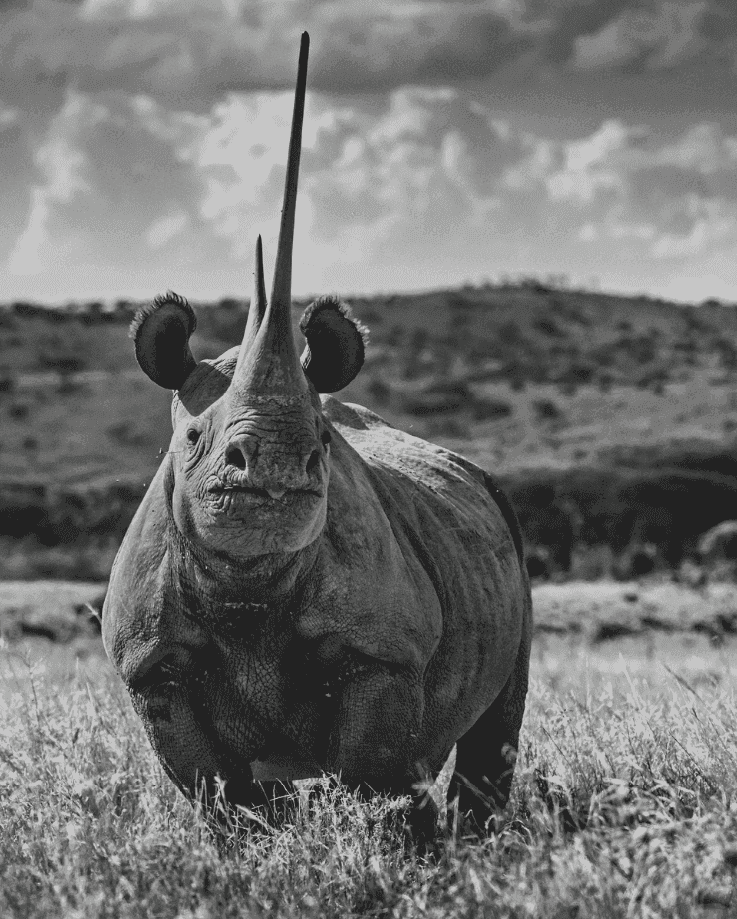 David Yarrow, ‘Unforgiven’, 2017, Print, Archival Pigment Print, null,