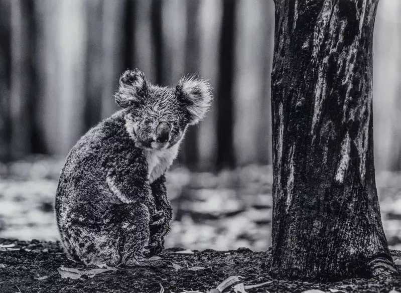 David Yarrow, ‘Survivor (Koala Bear)’, 2020, Print, Digital pigment print on paper, null, 