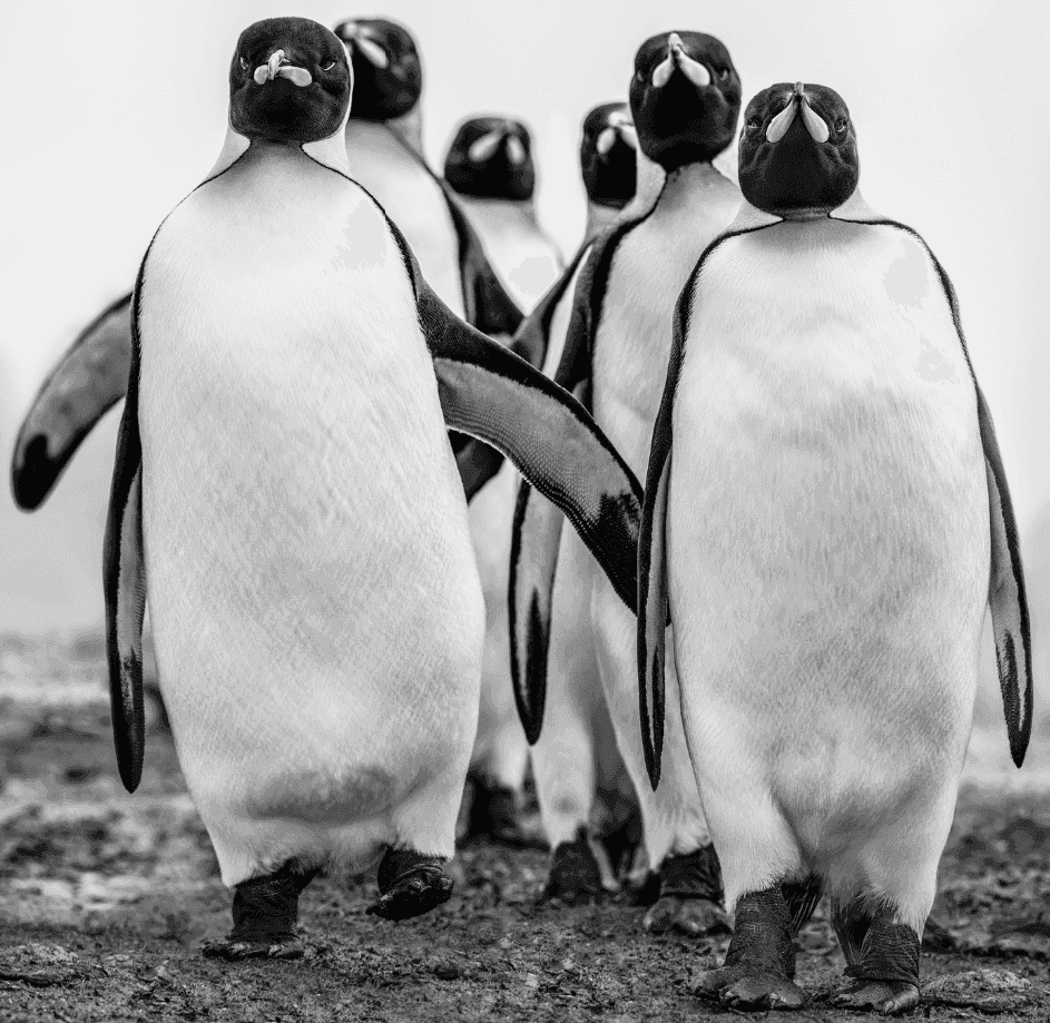 David Yarrow, ‘Wise Guys’, 2018, Print, Archival Pigment Print, null, 