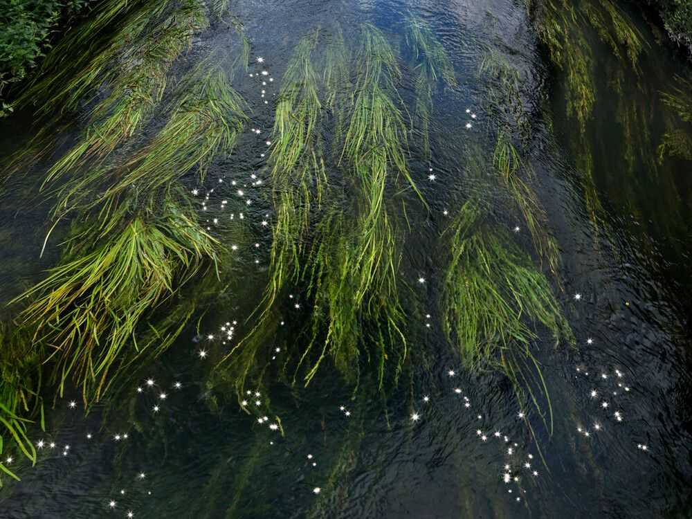 Ellie Davies, ‘Chalk Stream 11 (Medium)’, 2023, Print, Digital C-Type on Fuji Crystal Archive Paper in Maxima Matte, null, 