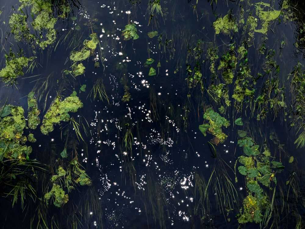 Ellie Davies, ‘Chalk Stream 4 (Medium)’, 2023, Print, Digital C-Type on Fuji Crystal Archive Paper in Maxima Matte, null, 