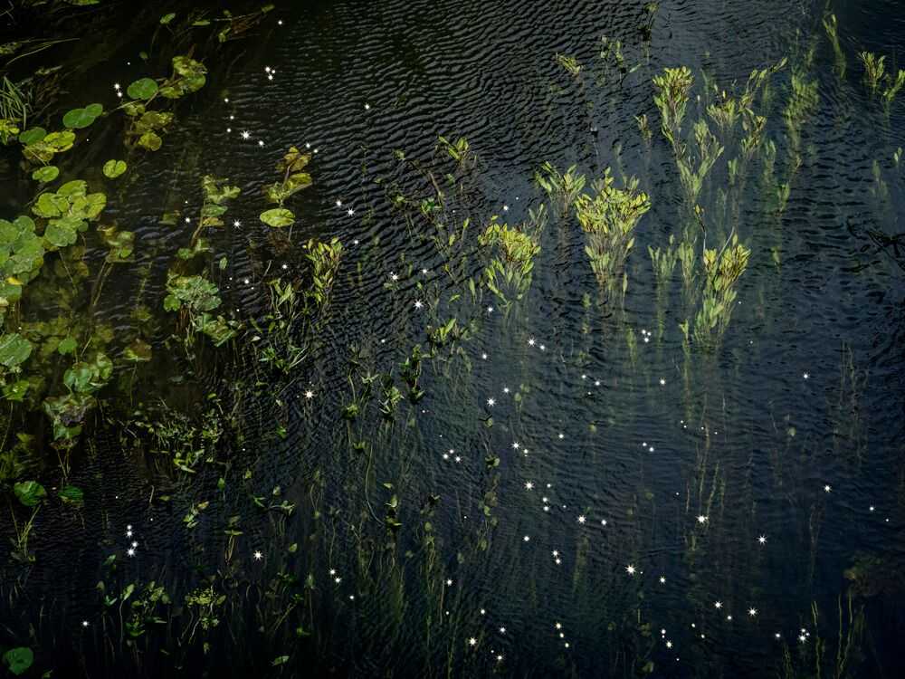 Ellie Davies, ‘Chalk Stream 7 (Small)’, 2023, Print, Digital C-Type on Fuji Crystal Archive Paper in Maxima Matte, null, 