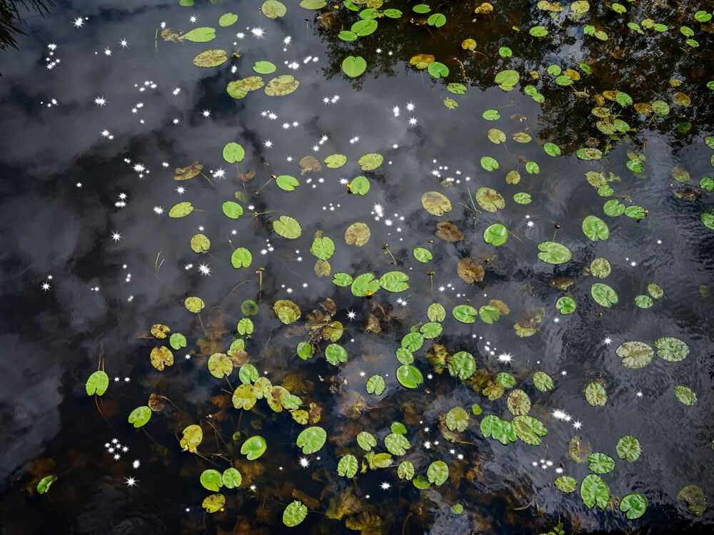 Ellie Davies, ‘Chalk Stream 9 (Small)’, 2023, Print, Digital C-Type on Fuji Crystal Archive Paper in Maxima Matte, null, 