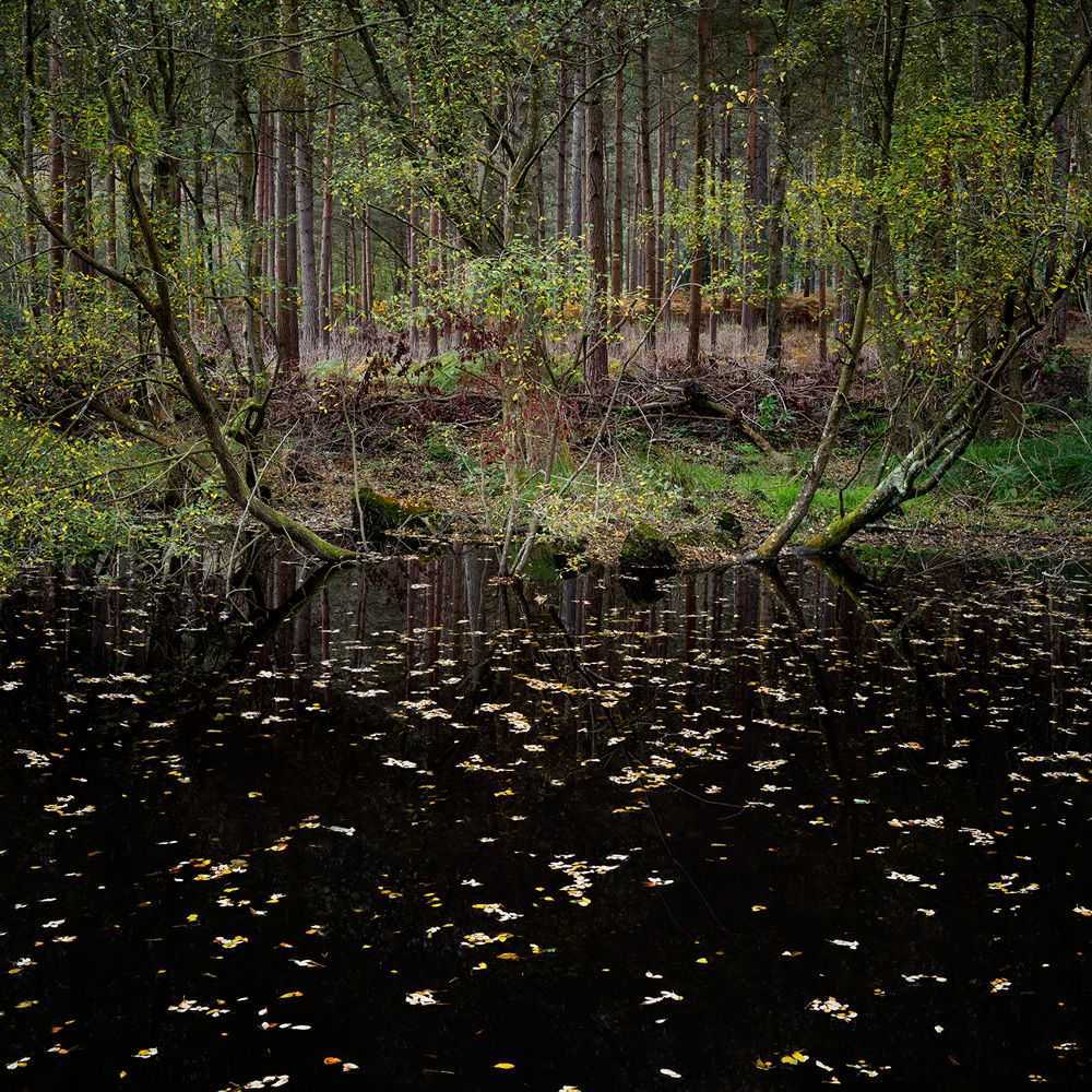 Ellie Davies, ‘Half Light 10 (Small)’, 2016, Print, C-Type Lightjet Print, null, 