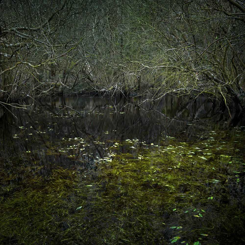 Ellie Davies, ‘Half Light 4 (Large)’, 2016, Print, C-Type Lightjet Print, null, 