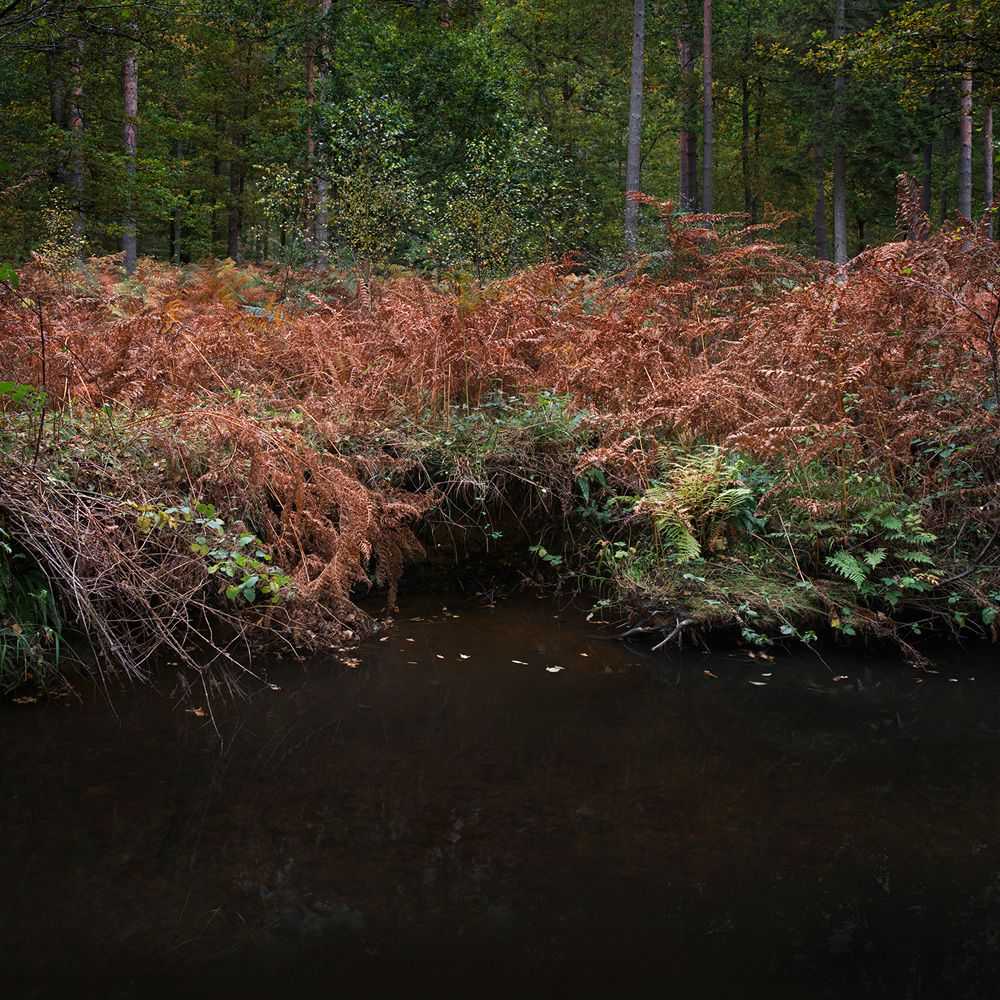 Ellie Davies, ‘Half Light 6 (Large)’, 2016, Print, C-Type Lightjet Print, null, 