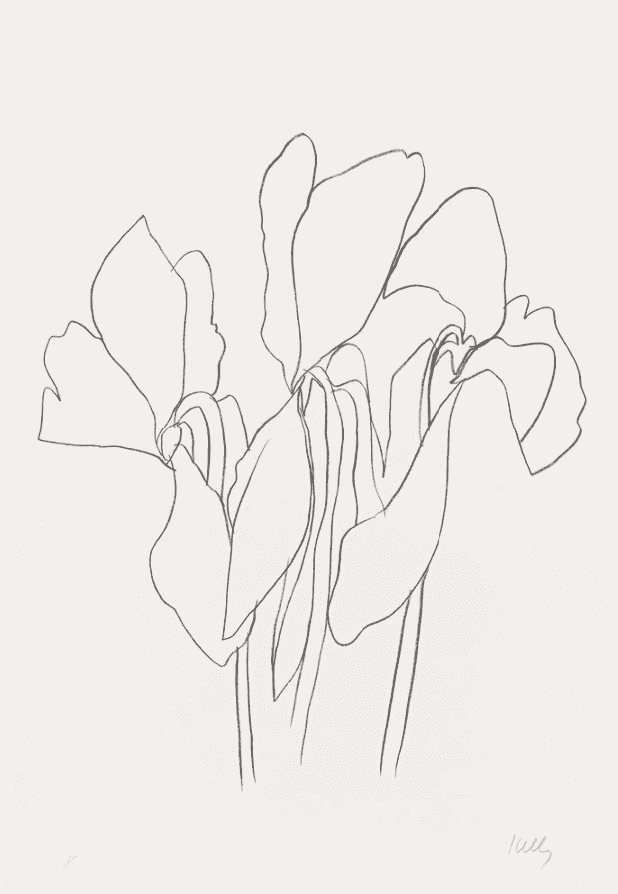 Ellsworth Kelly, ‘Cyclamen V’, 1965, Print, Lithograph, null, Numbered