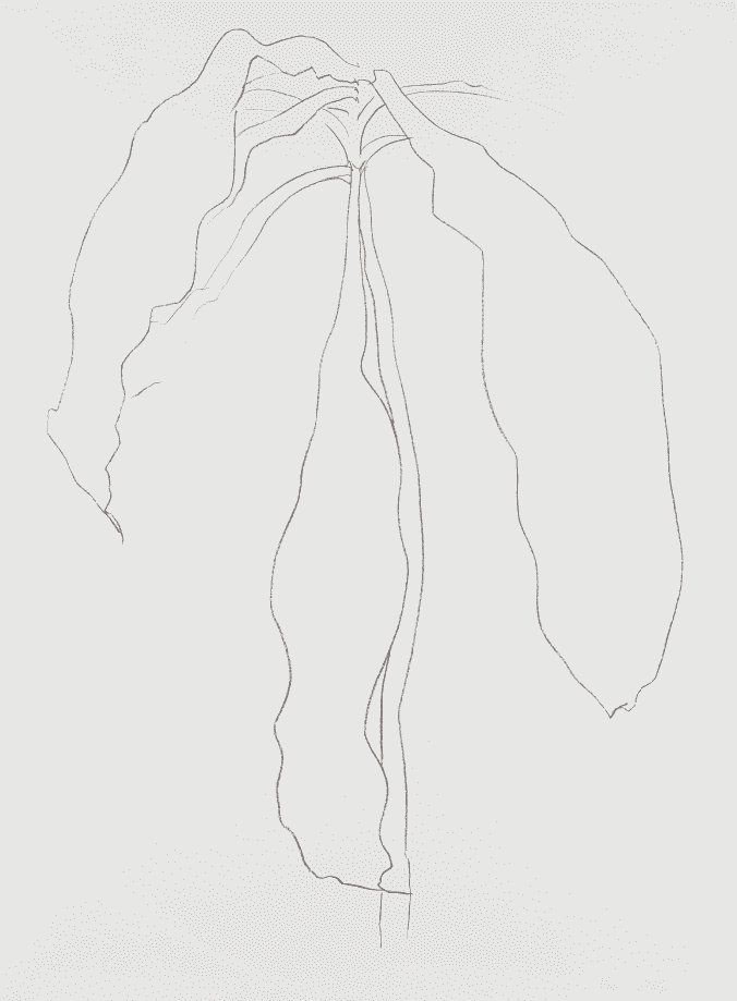 Ellsworth Kelly, ‘Dracena II’, 1985, Print, Lithograph, null, Numbered